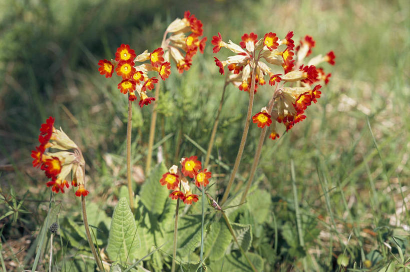 无人,横图,俯视,室外,特写,白天,草地,草坪,花海,花圃,美景,植物,报春花,叶子,阴影,朦胧,模糊,盛开,光线,影子,景观,绿叶,花蕾,草,花,花瓣,花朵,花卉,鲜花,黄色,红色,绿色,阳光,自然,花丛,花束,花田,花苞,花蕊,嫩叶,景色,自然风光,樱草,独一,仅有,唯一,唯有,惟一,惟有,黄花九轮草,莲香报春花,年景花,四季报春,叶,叶片,彩图,高角度拍摄