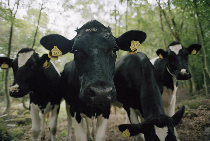 无人,站,吃,横图,室外,白天,正面,美景,树林,植物,牛,阴影,花纹,光线,影子,景观,乳牛,注视,树,树木,绿色,阳光,自然,动物,低头,观察,看,站着,家畜,景色,四头,牲畜,生长,成长,观看,察看,关注,自然风光,斑纹,奶牛,嚼,食,站立,半身,彩图