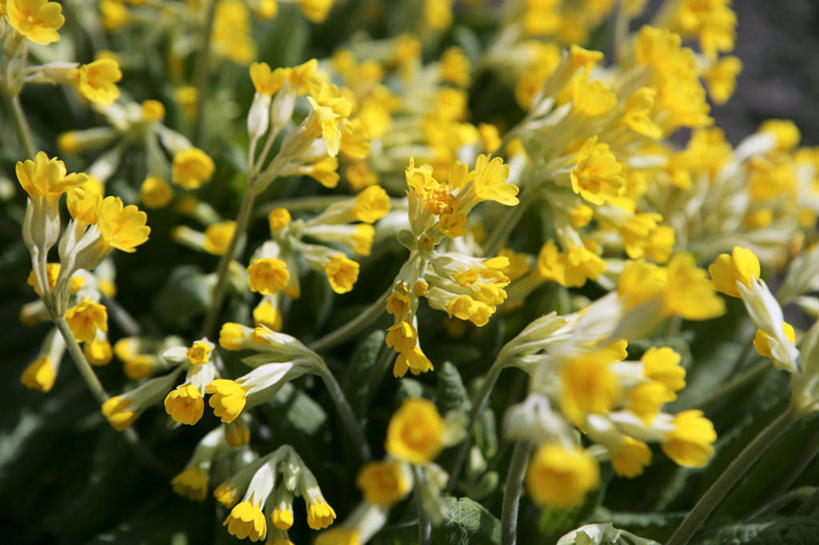 无人,横图,室外,特写,白天,正面,花海,花圃,美景,植物,报春花,叶子,阴影,朦胧,模糊,盛开,光线,影子,景观,花蕾,花,花瓣,花朵,花卉,鲜花,黄色,绿色,阳光,自然,花丛,花束,花田,花苞,花蕊,景色,自然风光,樱草,独一,仅有,唯一,唯有,惟一,惟有,黄花九轮草,莲香报春花,年景花,四季报春,彩图