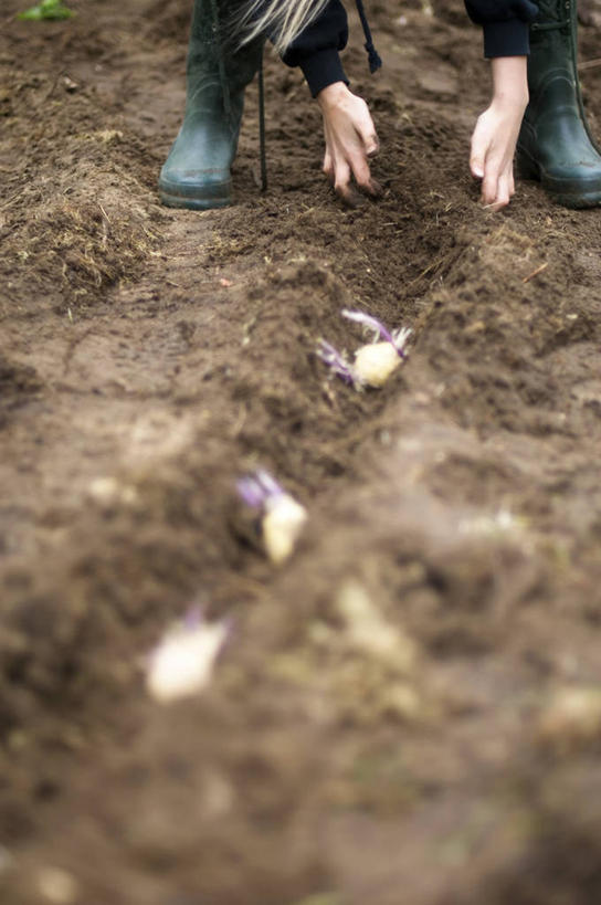 西方人,一个人,农民,站,竖图,俯视,室外,白天,蔬菜,土豆,鞋子,欧洲,欧洲人,仅一个年轻女性,仅一个女性,仅一个人,弯腰,阴影,服装,朦胧,模糊,新鲜,光线,影子,雨鞋,雨靴,泥土,土壤,食品,休闲装,靴子,食物,衣服,阳光,站着,休闲,休闲服,服饰,有机食品,绿色食品,胶鞋,馍馍蛋,弯身,农人,年轻女性,女人,女性,白种人,洋芋,山药蛋,马铃薯,农夫,站立,半身,彩图,高角度拍摄