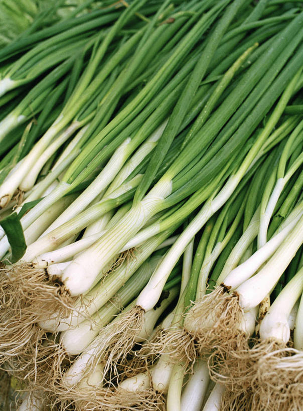 无人,竖图,俯视,室内,特写,白天,蔬菜,一堆,许多,阴影,堆叠,堆积,新鲜,反射,影子,韭菜,食品,食物,有机食品,绿色食品,堆,起阳草,韭,山韭,长生韭,彩图,高角度拍摄