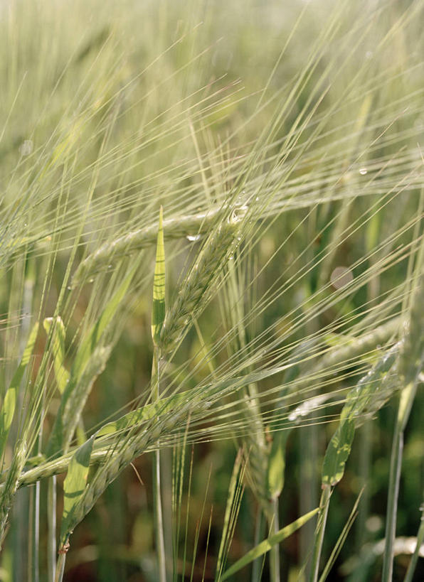 无人,农田,竖图,室外,特写,白天,正面,庄稼,农作物,美景,阴影,朦胧,模糊,光线,影子,景观,麦田,阳光,自然,景色,自然风光,彩图,耕地,庄稼田
