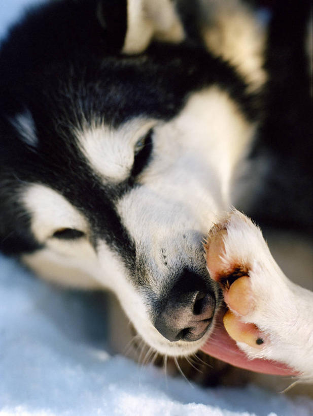 头,无人,竖图,室外,特写,白天,正面,雪,大雪,美国,朦胧,模糊,积雪,雪景,冬季,冬天,注视,一只,观察,看,趴着,寒冷,舔,观看,察看,北美,北美洲,关注,美洲,阿拉斯加,阿拉斯加州,北亚美利加洲,亚美利加洲,严寒,最后的边疆,午夜阳光之地,头部,趴,半身,彩图