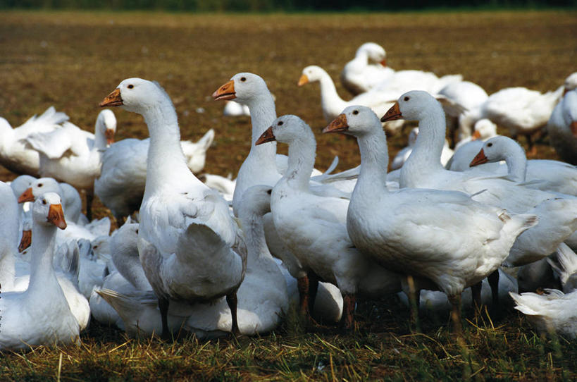无人,站,走,横图,室外,白天,侧面,美景,植物,鸟,许多,阴影,枯萎,朦胧,模糊,光线,鸟类,影子,景观,枯草,注视,草,黄色,阳光,自然,观察,看,站着,景色,观看,察看,雁,关注,自然风光,黑雁,加拿大黑雁,加拿大雁,步行,站立,走路,半身,彩图