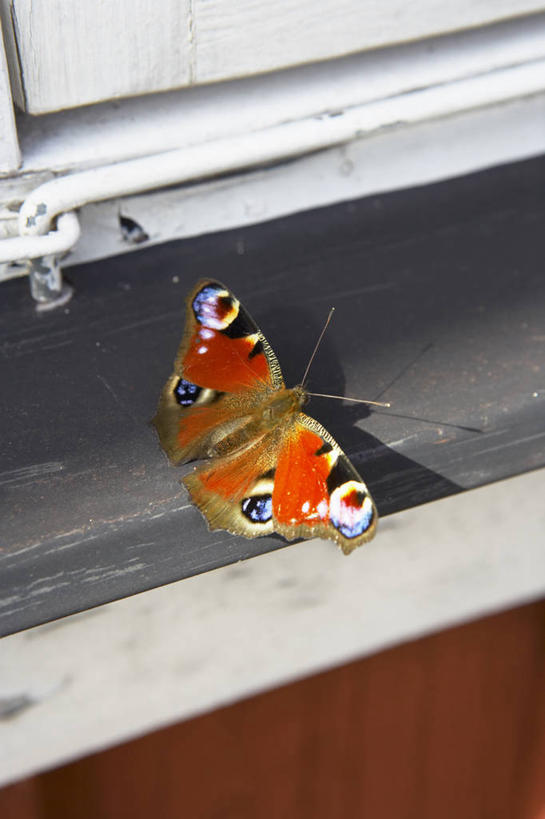 无人,竖图,俯视,室内,特写,白天,窗户,蝴蝶,伸展,张开,展翅,阴影,反射,翅膀,昆虫,影子,停留,玻璃窗,窗台,一只,动物,益虫,张开翅膀,展开翅膀,彩图,高角度拍摄,全身