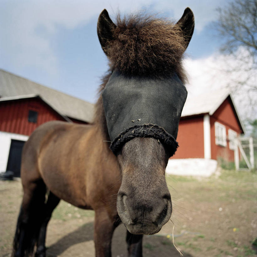 无人,家,站,横图,室外,白天,仰视,草地,草坪,美景,植物,马,野生动物,阴影,光线,影子,房屋,屋子,景观,云,云朵,公寓,云彩,洋房,楼房,一匹,住宅,草,蓝色,绿色,白云,蓝天,天空,阳光,自然,动物,天,站着,眼罩,景色,遮,遮掩,运输,牲畜,晴朗,掩盖,遮挡,自然风光,遮盖,掩饰,晴空,站立,半身,彩图,低角度拍摄,房子,睡眠眼罩,遮光眼罩