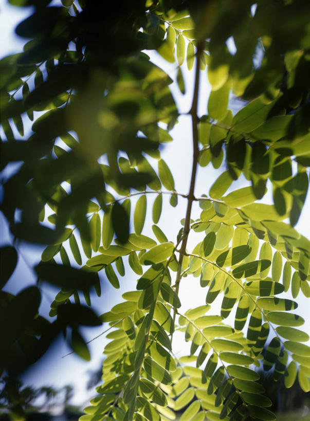 无人,竖图,室外,特写,白天,仰视,美景,植物,叶子,阴影,朦胧,模糊,新鲜,光线,影子,景观,云,云朵,绿叶,云彩,蓝色,绿色,白云,蓝天,天空,阳光,自然,天,嫩叶,景色,生长,晴朗,成长,青春,蕨类,生命,蕨类植物,自然风光,和平,安详,冷色,鳞毛蕨,叶,叶片,晴空,彩图,低角度拍摄