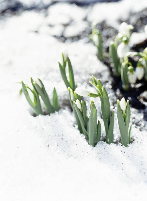无人,竖图,俯视,室外,特写,白天,美景,雪,大雪,朦胧,模糊,盛开,积雪,景观,雪景,冬季,冬天,花蕾,花,花瓣,花朵,鲜花,自然,花苞,花蕊,景色,寒冷,新生,自然风光,雪花莲,严寒,雪片莲,生日花,彩图,高角度拍摄