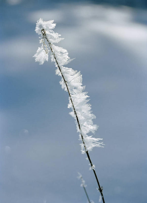 无人,竖图,俯视,室外,特写,白天,草地,草坪,美景,植物,阴影,朦胧,模糊,光线,影子,冰,景观,冬季,冬天,草,绿色,阳光,自然,景色,寒冷,冰冷,自然风光,雾凇,严寒,冰凉,酷寒,凛冽,凛凛,极冷,树挂,彩图,高角度拍摄