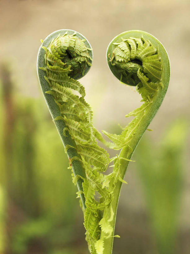 无人,竖图,室外,特写,白天,正面,爱情,美景,植物,阴影,爱心,朦胧,模糊,反射,影子,景观,浪漫,绿色,自然,温暖,温馨,心形,景色,恩爱,生长,成长,蕨类,和睦,蕨类植物,自然风光,蹄盖蕨,心型,彩图,融洽