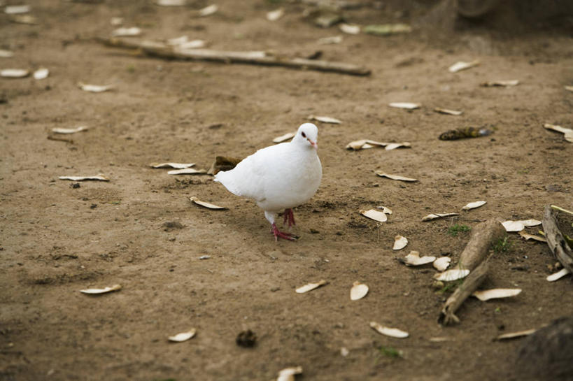 无人,站,横图,俯视,室外,特写,白天,友谊,美景,鸽子,鸟,叶子,许多,阴影,反射,鸟类,影子,景观,枯叶,落叶,注视,一只,自然,观察,看,站着,景色,观看,察看,象征,关注,自然风光,和平,信使,叶,叶片,站立,彩图,高角度拍摄,全身