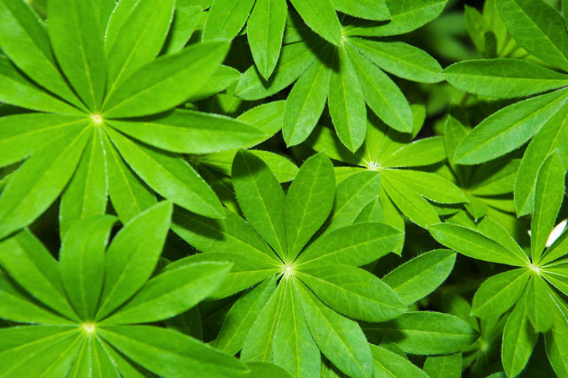 无人,横图,俯视,室外,特写,白天,美景,叶子,阴影,新鲜,光线,影子,景观,羽扇豆,绿叶,鲁冰花,绿色,阳光,自然,嫩叶,景色,母爱,青春,生命,自然风光,和平,安详,白羽扇豆,奉献,无私,苦涩,冷色,叶,叶片,彩图,高角度拍摄