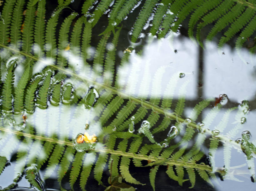 无人,横图,俯视,室外,特写,白天,湖,湖泊,美景,水,植物,阴影,朦胧,模糊,光线,影子,湖面,景观,水流,水面,绿色,阳光,自然,湖水,景色,生长,成长,蕨类,蕨类植物,自然风光,蹄盖蕨,彩图,高角度拍摄