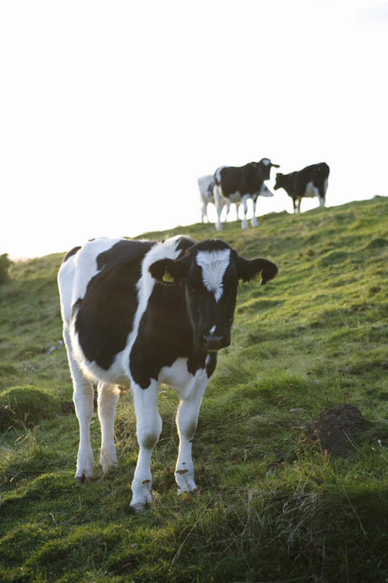 无人,站,竖图,室外,白天,正面,旅游,度假,草地,草坪,美景,植物,牛,瑞典,欧洲,阴影,光线,影子,景观,娱乐,草,蓝色,绿色,白色,黑色,蓝天,天空,阳光,自然,动物,天,站着,享受,休闲,家畜,景色,放松,四头,牲畜,晴朗,斯堪的纳维亚,自然风光,斑纹,北欧,斯堪的纳维亚半岛,万里无云,瑞典王国,晴空,晴空万里,奶牛,站立,彩图