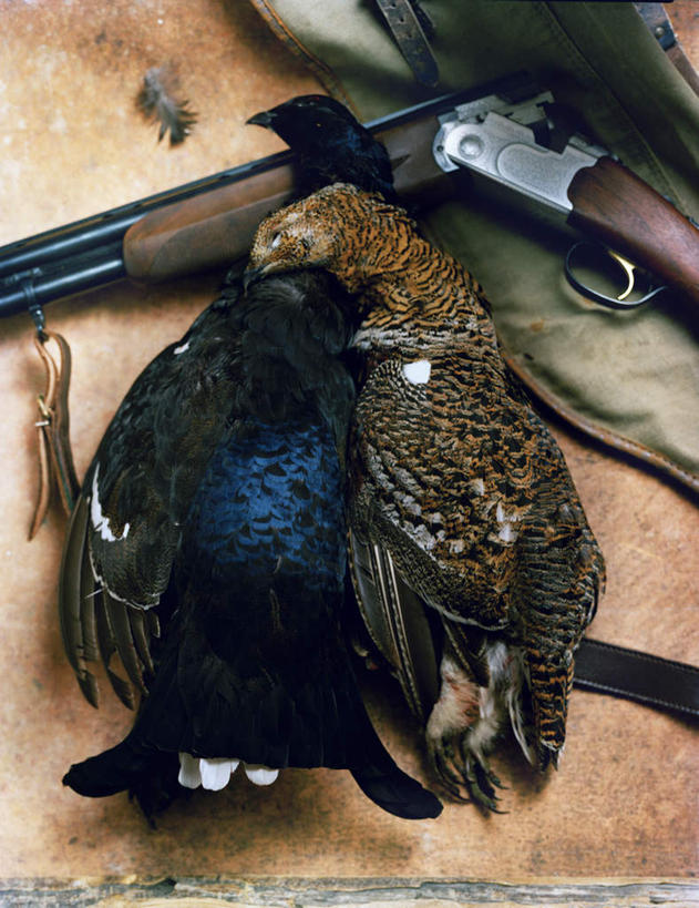 无人,竖图,俯视,室内,白天,鸟,瑞典,欧洲,鸟类,枪支,死亡,斯堪的纳维亚,北欧,斯堪的纳维亚半岛,猎物,殒命,灭亡,瑞典王国,枪枝,彩图,高角度拍摄