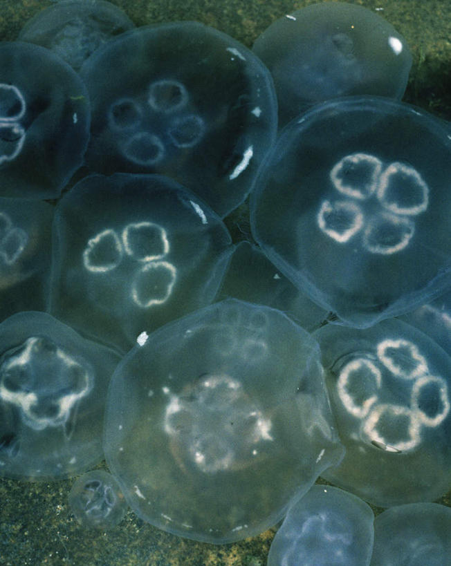 海鲜,无人,竖图,室外,白天,正面,海底,水下,瑞典,欧洲,水底,水产,海洋生物,无脊椎动物,海底世界,斯堪的纳维亚,北欧,水生动物,斯堪的纳维亚半岛,海产品,水生物,海底动物,瑞典王国,海床,水母,彩图