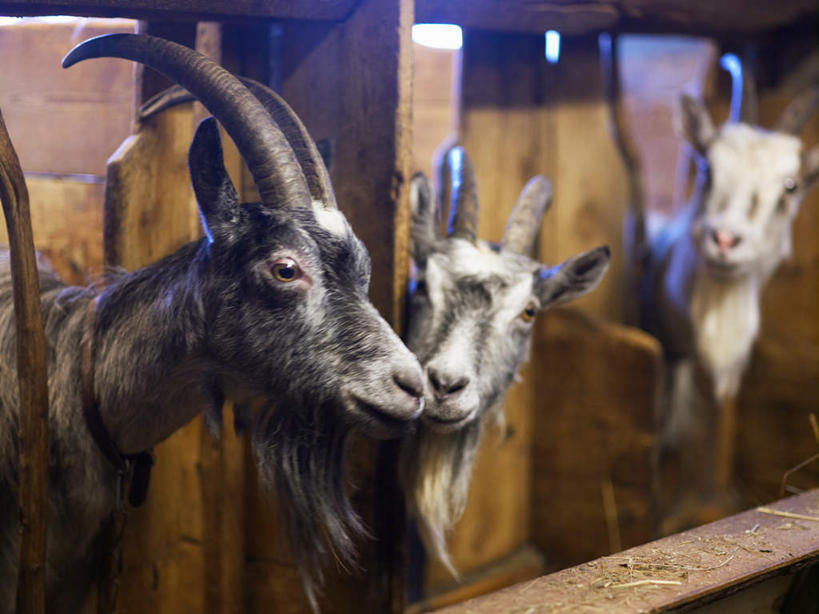 无人,栏杆,站,横图,室内,白天,正面,牧场,野生动物,羊,一排,关闭,整齐,围栏,注视,护栏,排列,动物,观察,看,站着,可爱,观看,察看,队列,封闭,关注,羊角,白山羊,野山羊,北美野山羊,野生白山羊,山羊,站立,半身,彩图