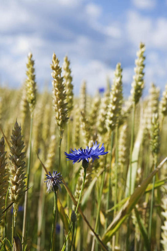 无人,农田,竖图,室外,特写,白天,正面,旅游,度假,农业,庄稼,农作物,小麦,美景,植物,瑞典,欧洲,盛开,稻田,景观,谷物,棕色,娱乐,花,花瓣,花朵,花卉,鲜花,两朵,自然,花蕊,享受,休闲,稻谷,稻子,菊花,景色,放松,麦子,斯堪的纳维亚,自然风光,矢车菊,北欧,斯堪的纳维亚半岛,蓝芙蓉,荔枝菊,瑞典王国,彩图,耕地,庄稼田
