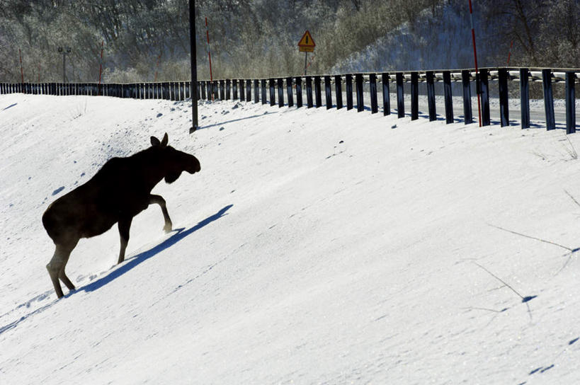 无人,栏杆,横图,室外,白天,侧面,山,山脉,雪,大雪,哺乳动物,鹿,野生动物,瑞典,欧洲,积雪,山峰,雪景,冬季,冬天,围栏,山峦,护栏,一只,黑色,动物,群山,寒冷,可爱,活泼,斯堪的纳维亚,北欧,斯堪的纳维亚半岛,严寒,瑞典王国,麋鹿,彩图,全身