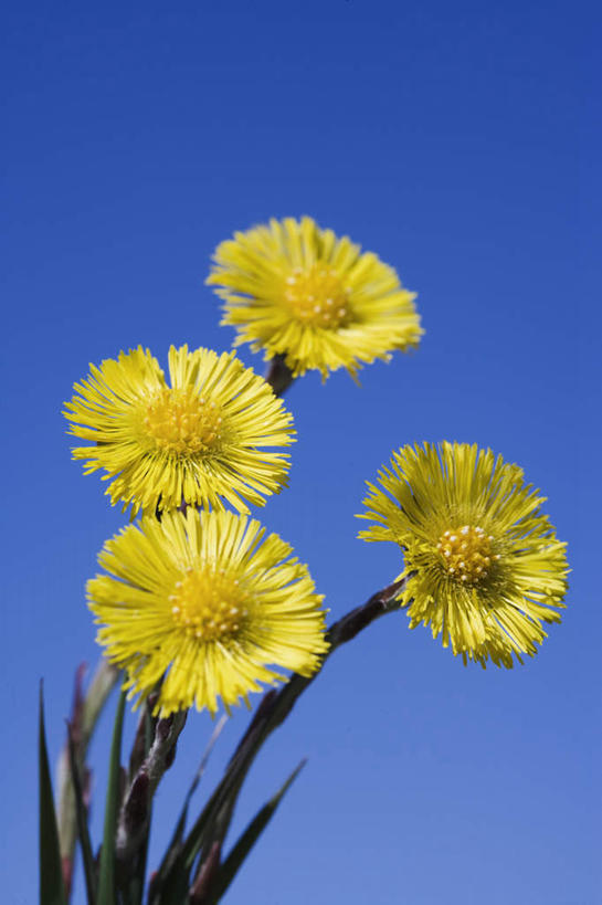 无人,竖图,室外,特写,白天,仰视,旅游,度假,美景,植物,瑞典,欧洲,四朵,盛开,景观,娱乐,花,花瓣,花朵,花卉,鲜花,黄色,蓝色,蓝天,天空,自然,天,花蕊,享受,休闲,景色,放松,晴朗,斯堪的纳维亚,自然风光,北欧,斯堪的纳维亚半岛,万里无云,瑞典王国,款冬花,晴空,晴空万里,彩图,低角度拍摄
