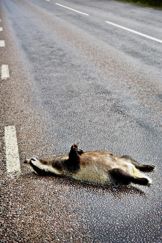 无人,竖图,俯视,室外,白天,道路,路,公路,野生动物,阴影,光线,影子,交通,一只,阳光,动物,可爱,活泼,尸体,獾,马路,彩图,高角度拍摄,全身