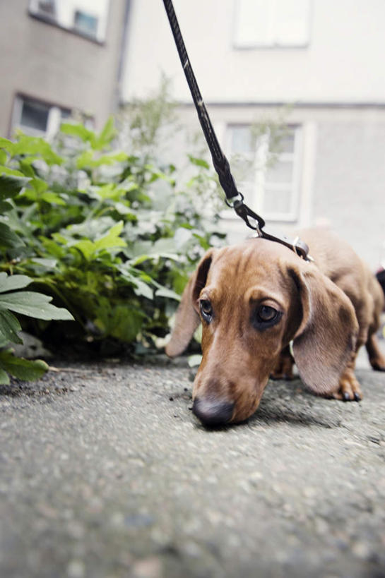 无人,家,竖图,室外,白天,正面,草地,植物,宠物,狗,叶子,房屋,屋子,绿叶,注视,闻,楼房,住宅,草,一只,绿色,动物,绳子,低头,观察,看,嫩叶,可爱,观看,绳索,察看,嗅,关注,忠诚,叶,叶片,犬,半身,彩图,房子