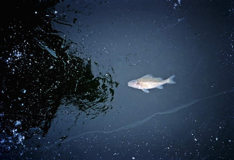 无人,横图,俯视,室外,白天,湖,湖泊,水,一条,阴影,光线,鱼,影子,湖面,水流,水面,水草,鱼类,蓝色,阳光,湖水,尸体,彩图,高角度拍摄,全身