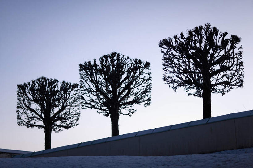 无人,横图,室外,白天,仰视,旅游,度假,植物,瑞典,欧洲,三棵,一排,整齐,墙,立方体,正方体,娱乐,墙壁,墙面,树,树木,排列,绿色,享受,休闲,放松,生长,成长,斯堪的纳维亚,队列,北欧,斯堪的纳维亚半岛,瑞典王国,彩图,低角度拍摄