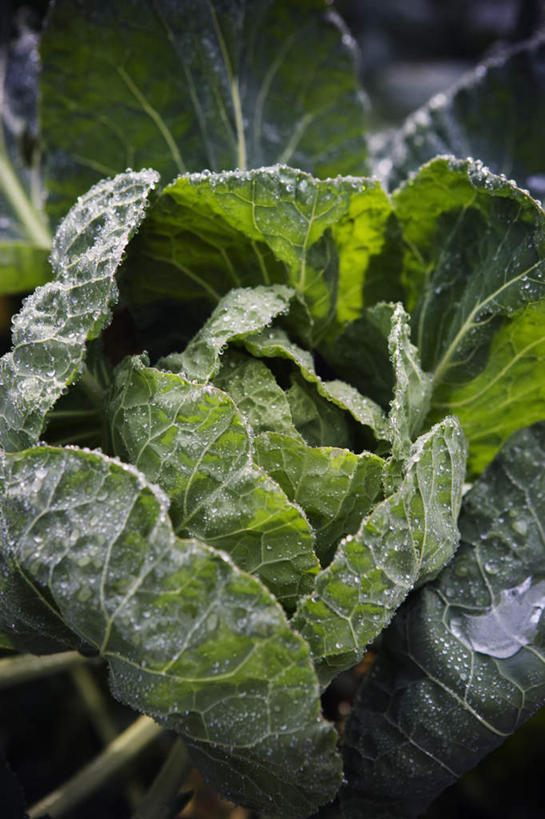 无人,竖图,俯视,室外,特写,白天,水,蔬菜,椰菜,卷心菜,许多,新鲜,液体,水滴,食品,一颗,食物,绿色,有机食品,绿色食品,结球甘蓝,甘兰,包心菜,彩图,高角度拍摄