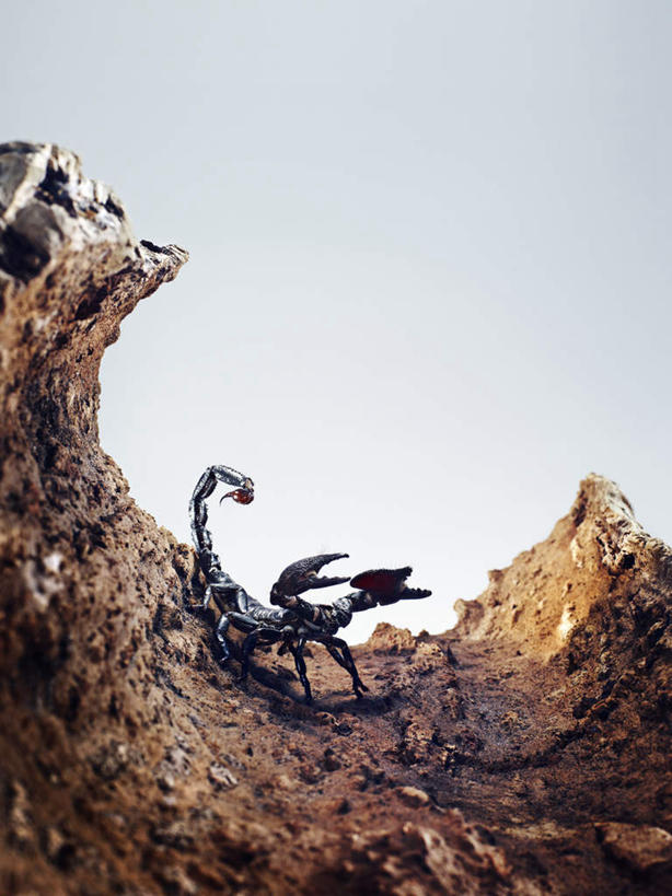 无人,走,竖图,室外,白天,仰视,野生动物,泥土,土壤,一只,蓝色,黑色,蓝天,天空,动物,天,晴朗,节肢动物,蝎子,万里无云,残暴,凶残,晴空,晴空万里,步行,散步,走路,彩图,低角度拍摄,全身