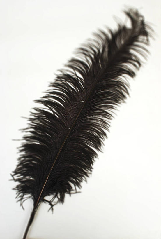 无人,竖图,室内,特写,白天,白色背景,正面,静物,羽毛,轻盈,柔软,纹路,纹理,一个,黑色,摄影,影棚,单个,肌理,轻柔,轻巧,轻快,彩图,影棚拍摄,拍摄