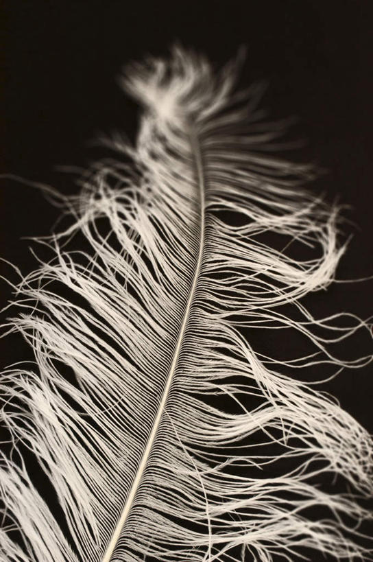 无人,竖图,室外,白天,正面,纯洁,羽毛,一根,黑色背景,梦幻,轻盈,柔软,白色,摄影,影棚,纯真,纯净,轻柔,纯粹,贞洁,圣洁,彩图,影棚拍摄,拍摄