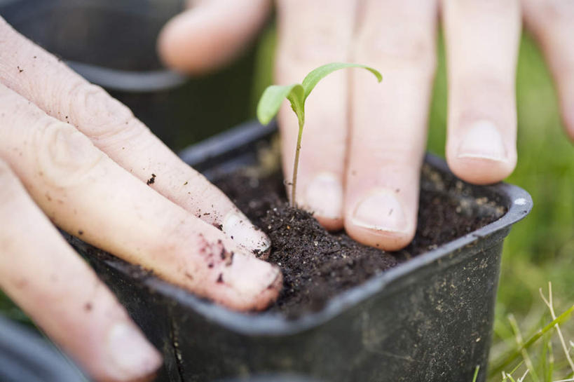 西方人,一个人,横图,俯视,室外,白天,植物,叶子,花盆,欧洲,欧洲人,仅一个年轻女性,仅一个女性,仅一个人,一片,装饰,盆栽,泥土,土壤,绿叶,盆景,嫩苗,两个,绿色,黑色,自然,树苗,嫩叶,生长,成长,华丽,修饰,点缀,衬托,美观,雅致,雅观,年轻女性,女人,女性,白种人,叶,叶片,半身,彩图,高角度拍摄