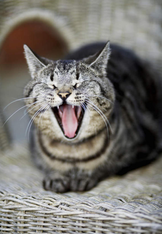 胡须,无人,闭眼,竖图,室内,白天,正面,宠物,猫,椅子,许多,编织,藤制,筐,一个,一只,白色,黑色,动物,趴着,疲倦,可爱,单个,哈欠,藤制品,困倦,困乏,猫咪,闭眼睛,闭着眼,闭着眼睛,趴,彩图,全身