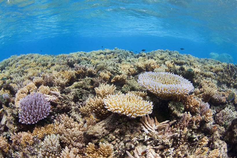 无人,横图,白天,旅游,度假,海底,水下,海洋,美景,密克罗尼西亚,珊瑚,景观,娱乐,风景,自然,享受,休闲,景色,放松,摄影,宁静,热带气候,自然风光,暗礁,彩图,旅行,特鲁克泻湖