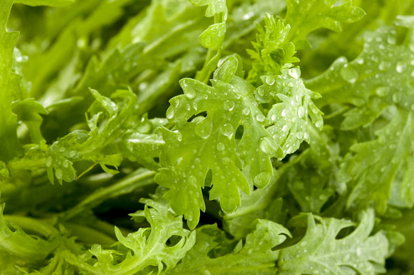 无人,横图,特写,农业,蔬菜,静物,叶子,湿,准备,堆叠,水滴,食品,茎,饮品,干净,饮食,食物,饮料,绿色,摄影,有机食品,简单,可口,清新,健康食物,纯净,茼蒿,适口,彩图,全画面,全框架,全帧,影棚拍摄,全画幅