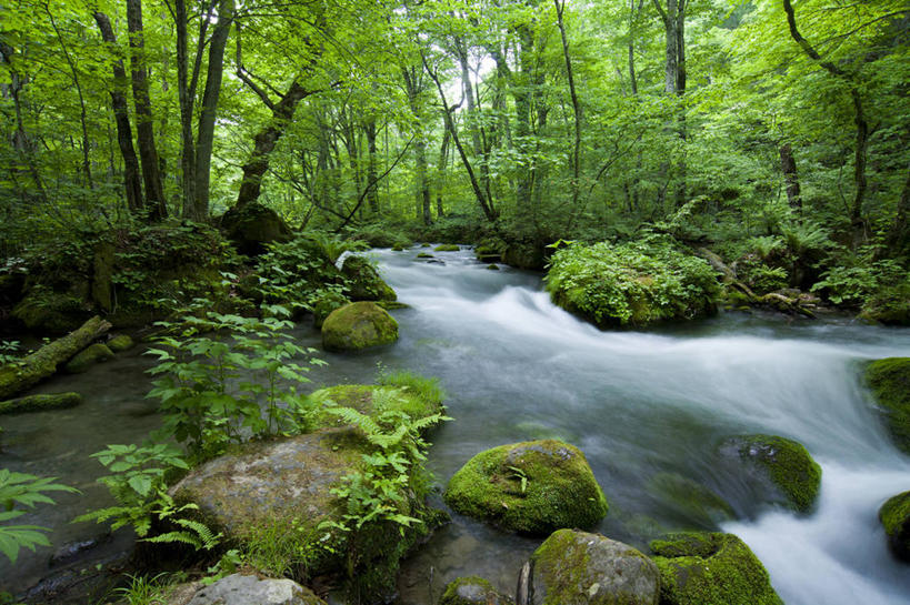 无人,横图,室外,白天,旅游,度假,美景,水,日本,景观,苔藓,娱乐,树,绿色,风景,小溪,自然,享受,休闲,景色,放松,摄影,流动,宁静,清新,自然风光,青森县,十和田,岩石,彩图,旅行