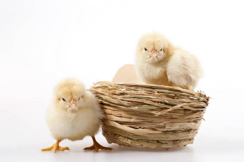 无人,横图,留白,白色背景,正面,探险,纯洁,小的,鸟类,黄色,动物,两只,可爱,童年,童趣,摄影,牲畜,影棚,生长,孵化,摄影棚,童真,烂漫,无邪,卵,开端,天真,彩图,影棚拍摄,拍摄,小鸡