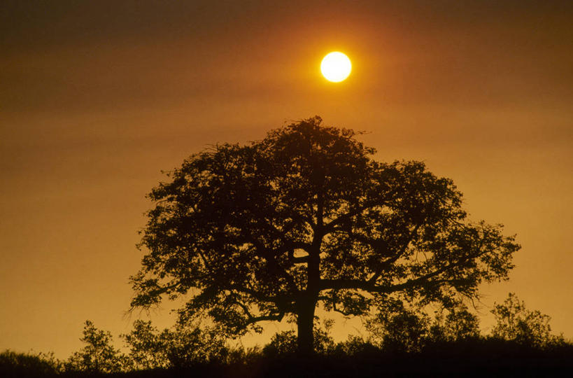 无人,横图,室外,日落,太阳,地平线,图像,树,风景,自然,黄昏,摄影,宁静,剪影,彩图