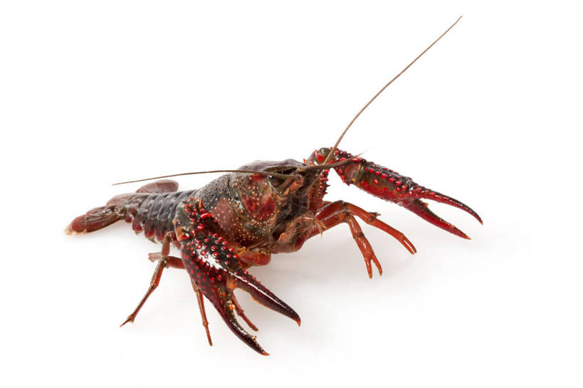 无人,横图,留白,白色背景,食品,红色,动物,趴着,摄影,影棚,摄影棚,肖像,健康食物,海产,彩图,影棚拍摄,拍摄