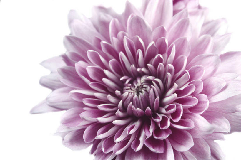 无人,横图,彩色,室内,特写,白天,白色背景,紫罗兰,图像,花,花瓣,花朵,紫色,白色,自然,菊花,摄影,五颜六色,色彩斑斓,工作室,清新,五彩缤纷,五彩斑斓,五光十色,上装,彩图,影棚拍摄