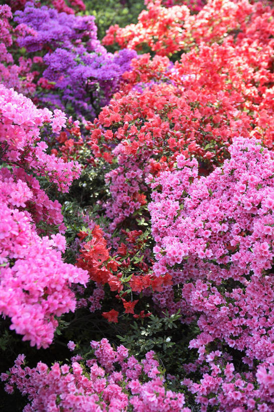 无人,竖图,彩色,室外,白天,旅游,度假,美景,杜鹃花,景观,杜鹃,图像,娱乐,花,花朵,风景,自然,享受,休闲,景色,放松,摄影,五颜六色,宁静,喜悦,色彩斑斓,克制,自然风光,五彩缤纷,红杜鹃,满山红,清明花,清时,山踯躅,红踯躅,五彩斑斓,节制,欣喜,五光十色,山石榴,映山红,彩图,全画面,全框架,全帧,全画幅