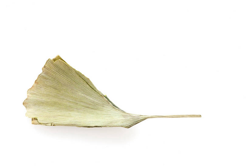 无人,横图,留白,银杏树,静物,叶子,北京,中国,亚洲,材料,瓷器,草药,药草,传统,自然,干花,摄影,简单,草本,中国文化,干的,中医,东亚,替代疗法,银杏,彩图,影棚拍摄,传统文化,成分