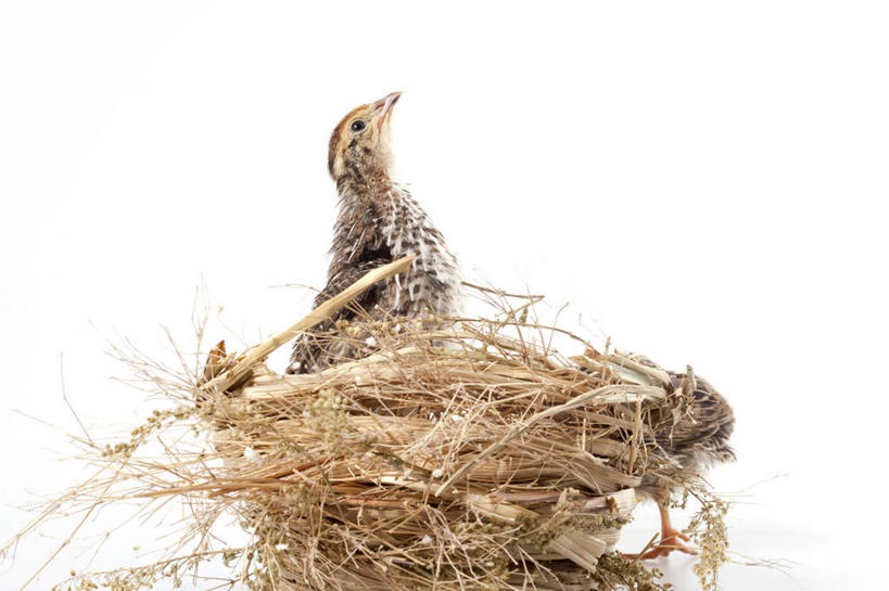 无人,蹲,横图,留白,白色背景,侧面,安全,野生动物,小的,鸟类,灰色,动物,向上看,摄影,影棚,生长,摄影棚,肖像,开端,彩图,影棚拍摄,拍摄