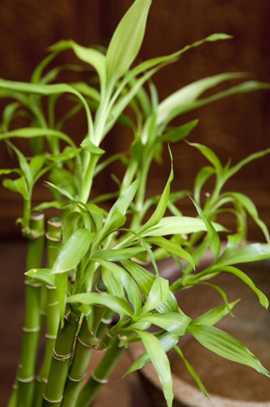 无人,竖图,室内,静物,花盆,北京,中国,亚洲,装饰,盆栽,园艺,盆景,绿色,财富,摄影,生长,草本,清新,东亚,富贵竹,彩图