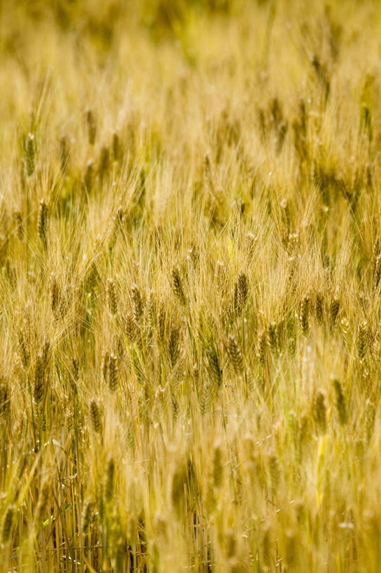 无人,竖图,室外,白天,背景,旅游,度假,农业,农作物,小麦,美景,地形,景观,谷物,图像,娱乐,风景,自然,享受,休闲,景色,放松,摄影,生长,收获,宁静,外壳,自然风光,彩图,全画面,全框架,全帧,全画幅