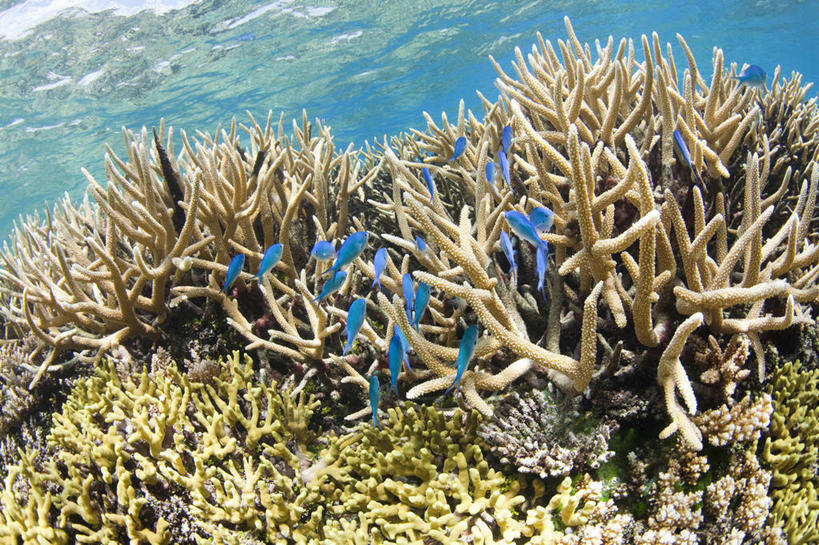 游泳,无人,横图,白天,旅游,度假,海底,水下,海洋,美景,密克罗尼西亚,一群,许多,珊瑚,景观,很多,娱乐,鱼类,风景,自然,享受,休闲,景色,放松,摄影,宁静,热带气候,自然风光,暗礁,彩图,旅行,特鲁克泻湖