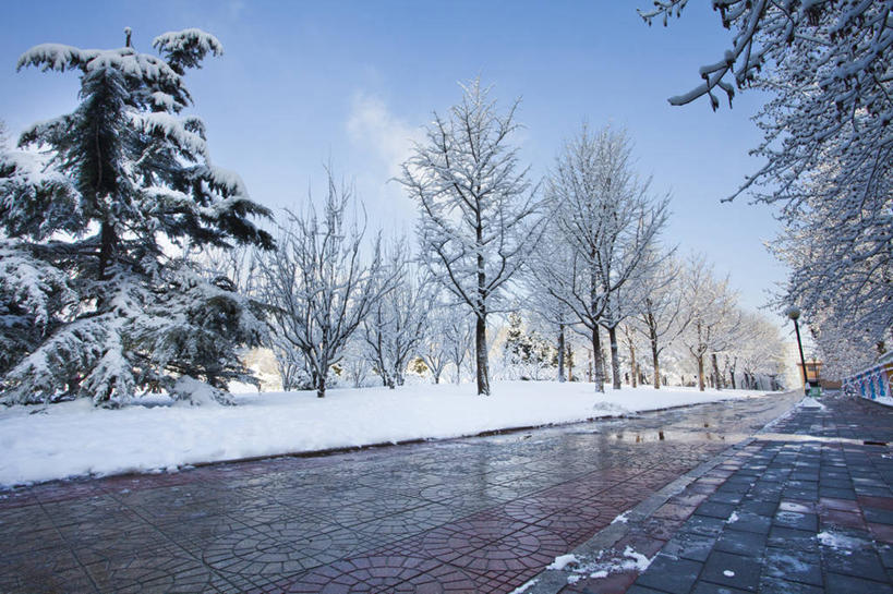 无人,公园,横图,室外,白天,消失点,美景,树林,雪,路,北京,中国,亚洲,覆盖,景观,冬天,人行道,树,蓝色,风景,天空,自然,景色,寒冷,冷,摄影,自然风光,东亚,万里无云,朝阳区,彩图,林荫大道,红领巾公园