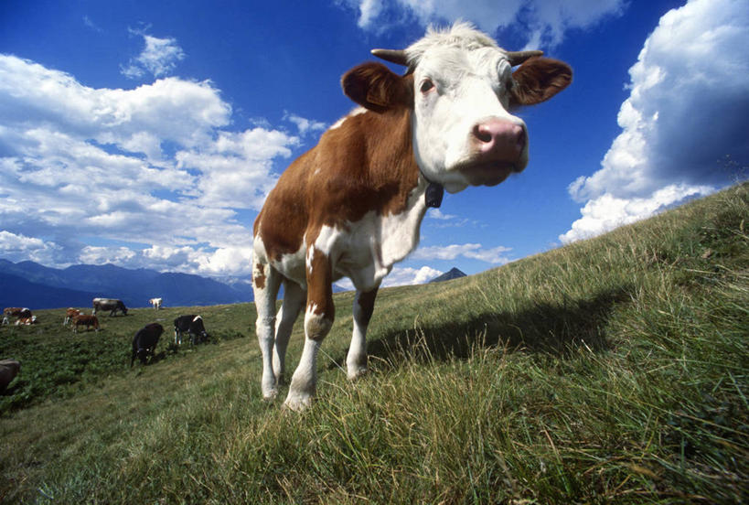 无人,农场,横图,室外,牧场,哺乳动物,牛,野生动物,乳牛,图像,蓝色,天空,动物,摄影,牲畜,母牛,彩图