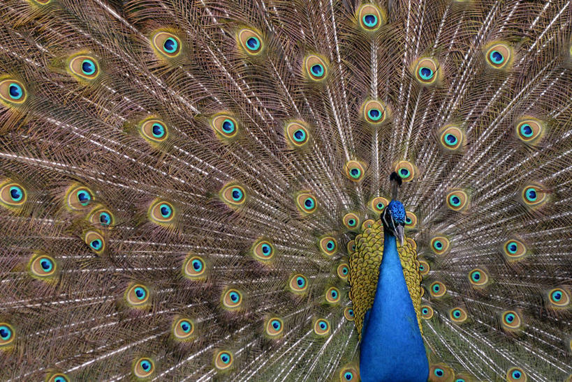 无人,横图,室外,正面,骄傲,孔雀,羽毛,尾巴,图像,动物,车轮,摄影,风格,交配,半身,彩图